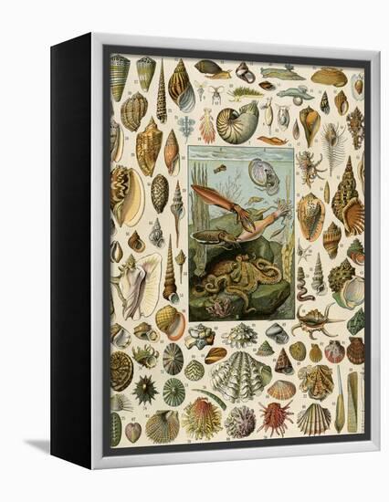 Varieties of Molluscs, Including Scallop, Clam, Conch, Snail, and Squid-null-Framed Premier Image Canvas