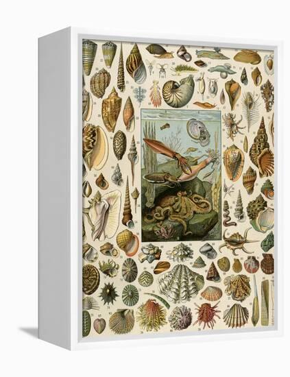 Varieties of Molluscs, Including Scallop, Clam, Conch, Snail, and Squid-null-Framed Premier Image Canvas