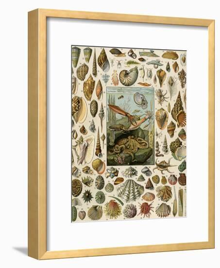 Varieties of Molluscs, Including Scallop, Clam, Conch, Snail, and Squid-null-Framed Giclee Print