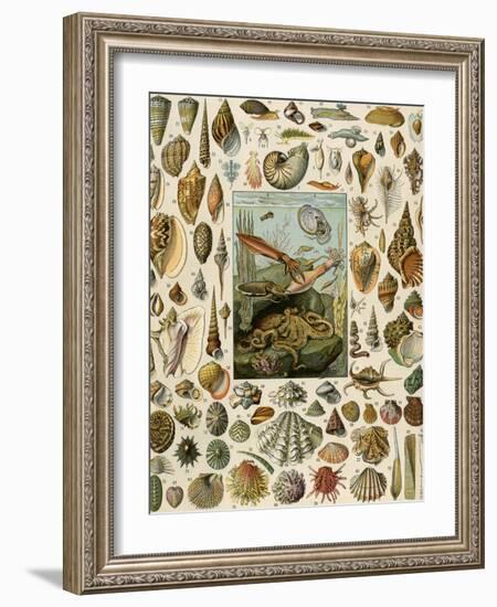 Varieties of Molluscs, Including Scallop, Clam, Conch, Snail, and Squid-null-Framed Giclee Print