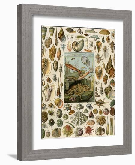 Varieties of Molluscs, Including Scallop, Clam, Conch, Snail, and Squid-null-Framed Giclee Print