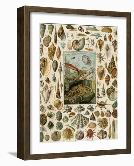 Varieties of Molluscs, Including Scallop, Clam, Conch, Snail, and Squid-null-Framed Giclee Print