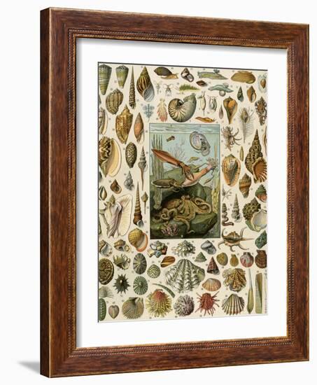 Varieties of Molluscs, Including Scallop, Clam, Conch, Snail, and Squid-null-Framed Giclee Print