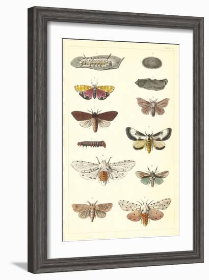 Varieties of Moth-null-Framed Art Print