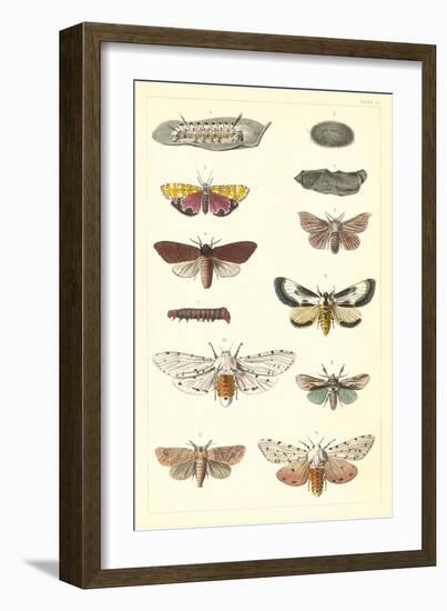 Varieties of Moth-null-Framed Art Print