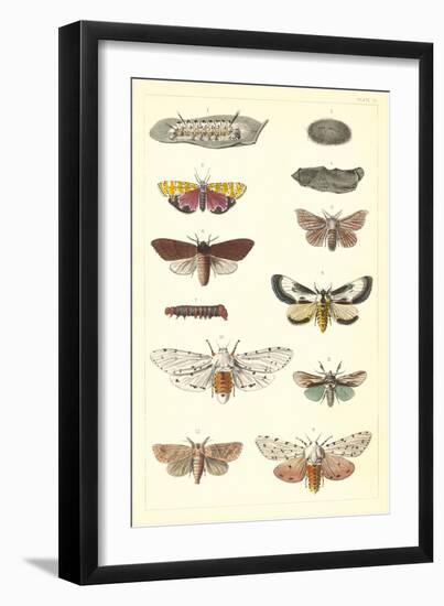 Varieties of Moth-null-Framed Art Print