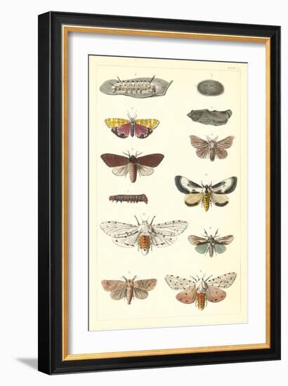 Varieties of Moth-null-Framed Art Print