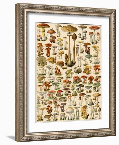 Varieties of Mushrooms-null-Framed Giclee Print