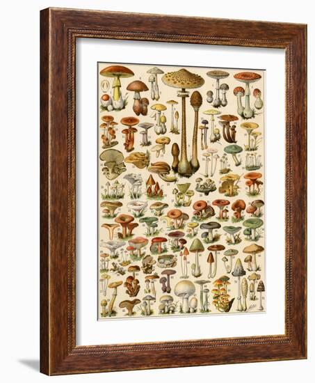 Varieties of Mushrooms-null-Framed Giclee Print