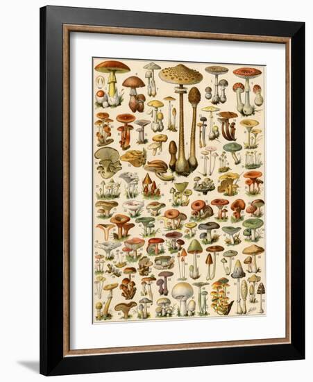 Varieties of Mushrooms-null-Framed Giclee Print