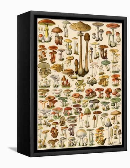 Varieties of Mushrooms-null-Framed Premier Image Canvas