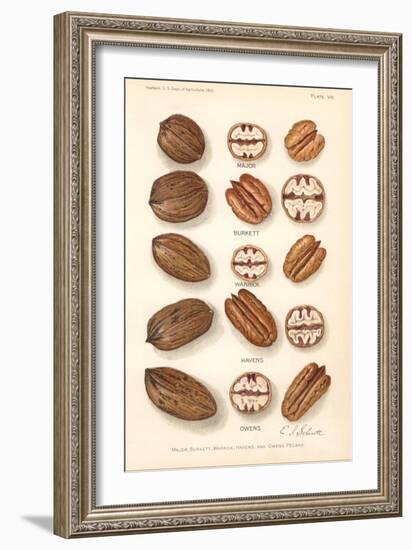 Varieties of Pecan and Walnut-null-Framed Art Print