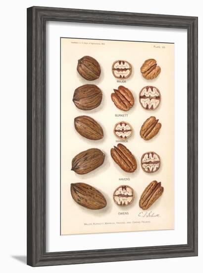 Varieties of Pecan and Walnut-null-Framed Art Print