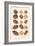 Varieties of Pecan and Walnut-null-Framed Art Print