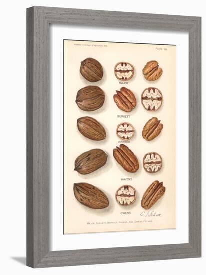 Varieties of Pecan and Walnut-null-Framed Art Print