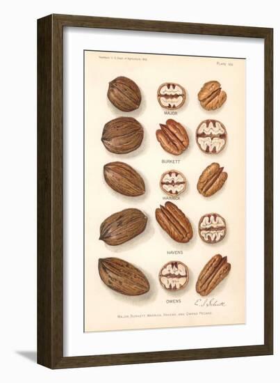 Varieties of Pecan and Walnut-null-Framed Art Print