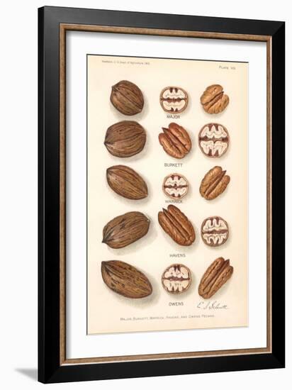 Varieties of Pecan and Walnut-null-Framed Art Print