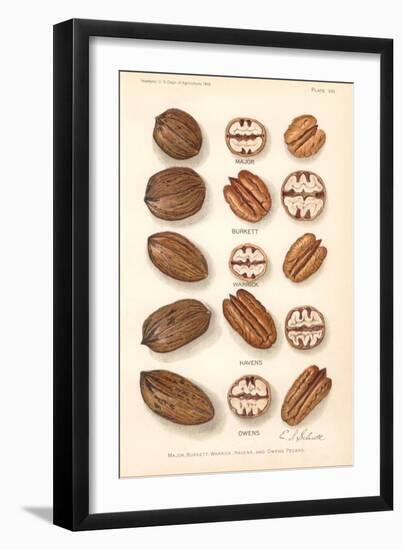 Varieties of Pecan and Walnut-null-Framed Art Print
