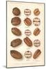 Varieties of Pecan and Walnut-null-Mounted Art Print