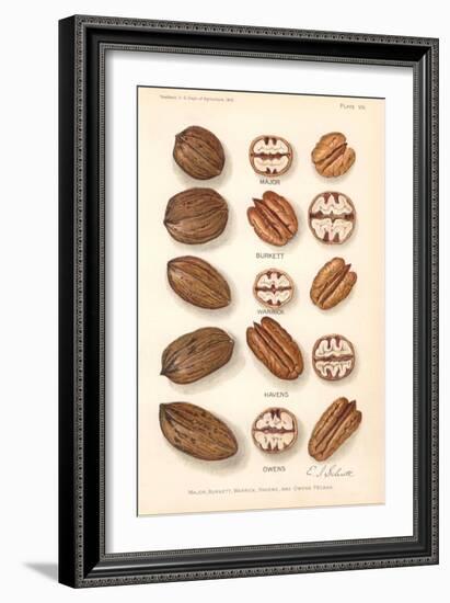 Varieties of Pecan and Walnut-null-Framed Art Print