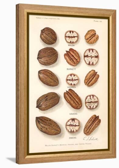 Varieties of Pecan and Walnut-null-Framed Stretched Canvas