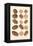 Varieties of Pecan and Walnut-null-Framed Stretched Canvas