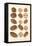 Varieties of Pecan and Walnut-null-Framed Stretched Canvas