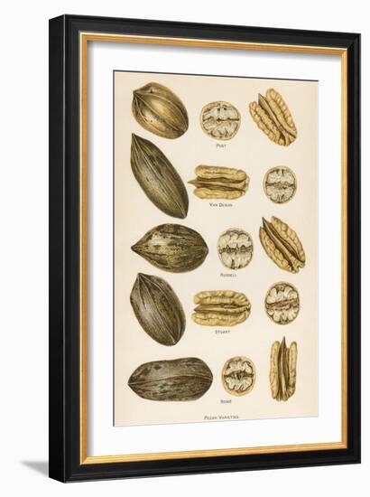 Varieties of Pecans-null-Framed Premium Giclee Print