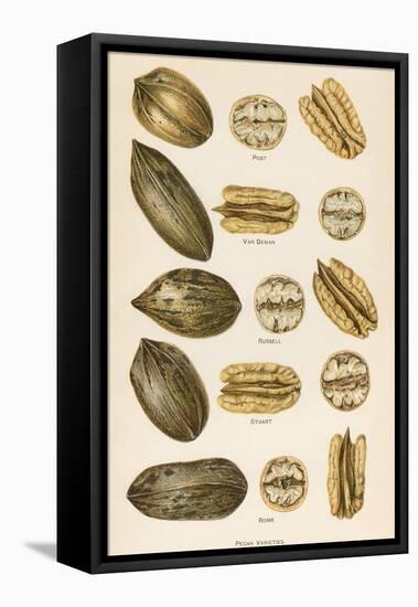 Varieties of Pecans-null-Framed Stretched Canvas