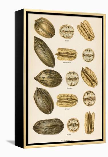 Varieties of Pecans-null-Framed Stretched Canvas