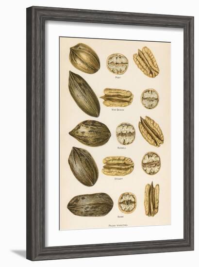 Varieties of Pecans-null-Framed Art Print