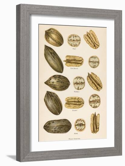 Varieties of Pecans-null-Framed Art Print