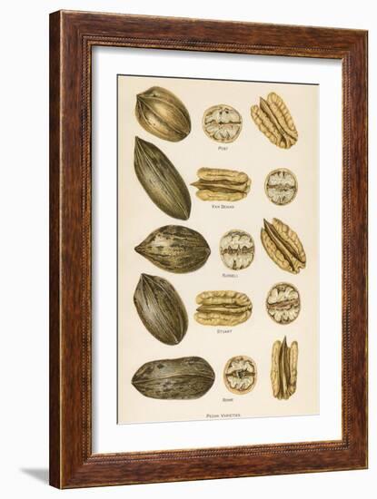 Varieties of Pecans-null-Framed Art Print