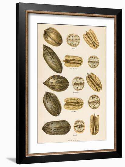 Varieties of Pecans-null-Framed Art Print