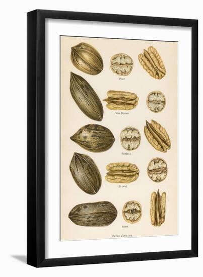 Varieties of Pecans-null-Framed Art Print