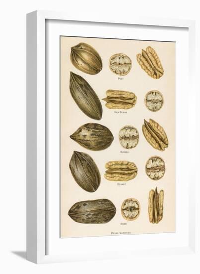 Varieties of Pecans--Framed Art Print