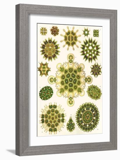 Varieties of Pediastrum from 'Kunstformen Der Natur', 1899-Ernst Haeckel-Framed Giclee Print