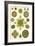 Varieties of Pediastrum from 'Kunstformen Der Natur', 1899-Ernst Haeckel-Framed Giclee Print