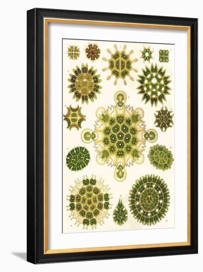 Varieties of Pediastrum from 'Kunstformen Der Natur', 1899-Ernst Haeckel-Framed Giclee Print