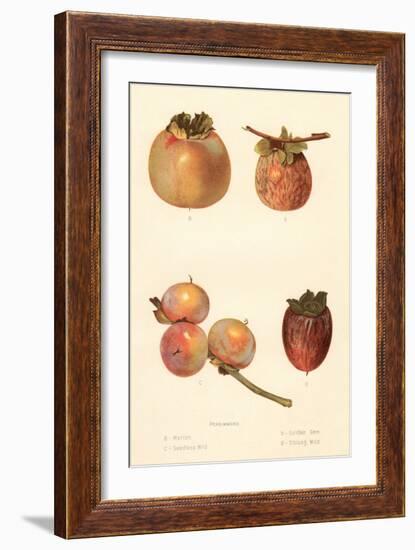 Varieties of Persimmon-null-Framed Art Print