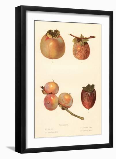 Varieties of Persimmon-null-Framed Art Print