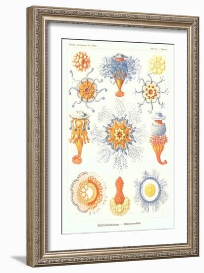 Varieties of Siphonophore-null-Framed Premium Giclee Print