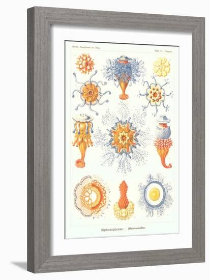 Varieties of Siphonophore-null-Framed Premium Giclee Print