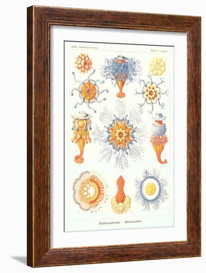 Varieties of Siphonophore-null-Framed Premium Giclee Print