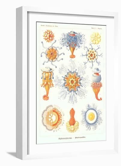 Varieties of Siphonophore-null-Framed Premium Giclee Print