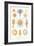 Varieties of Siphonophore-null-Framed Premium Giclee Print