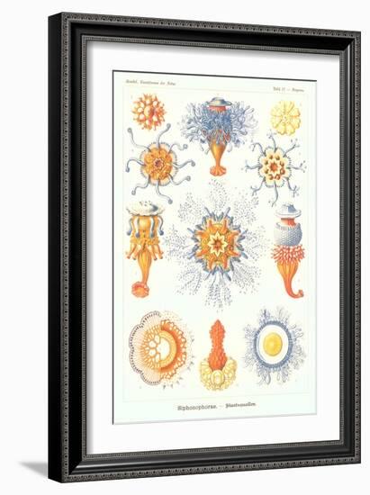 Varieties of Siphonophore-null-Framed Premium Giclee Print