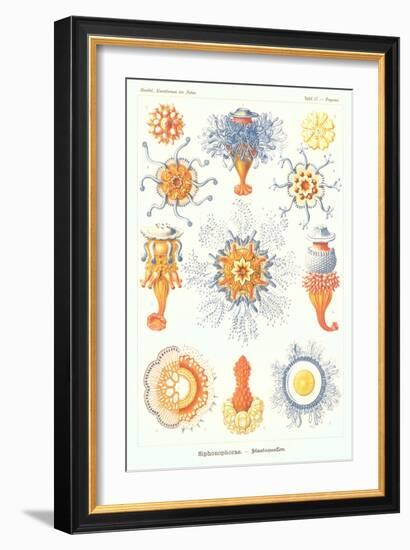 Varieties of Siphonophore-null-Framed Premium Giclee Print