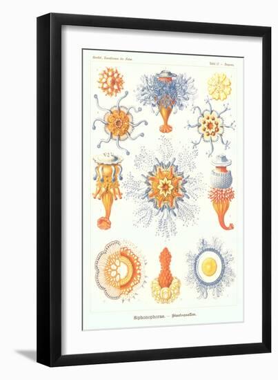 Varieties of Siphonophore--Framed Art Print