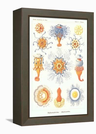 Varieties of Siphonophore-null-Framed Stretched Canvas